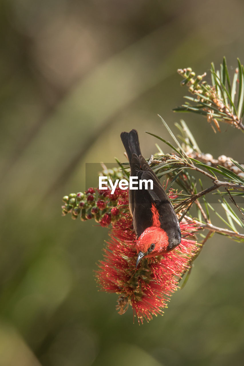 Close-up of bird pollinating on red flower