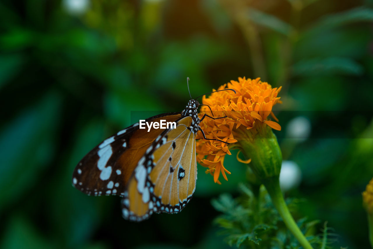 BUTTERFLY POLLINATING ON FLOWER