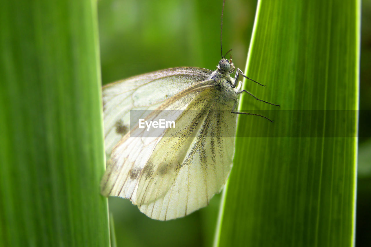 Close-up of butterfly on leaf