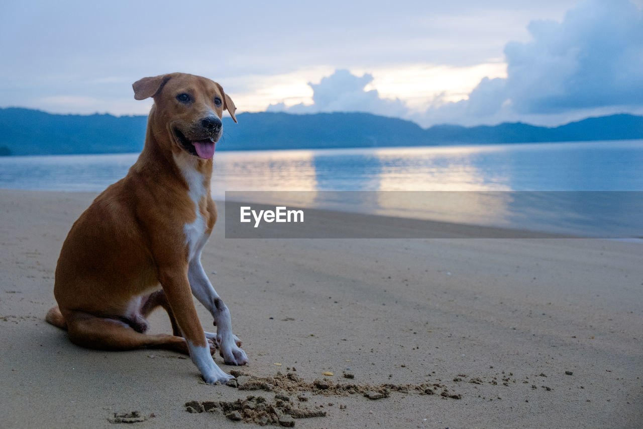 dog, canine, one animal, animal themes, animal, mammal, pet, domestic animals, beach, water, land, sea, sky, nature, sand, labrador retriever, cloud, no people, retriever, relaxation, day, sitting, beauty in nature, looking, carnivore, facial expression, outdoors, scenics - nature, looking away, full length