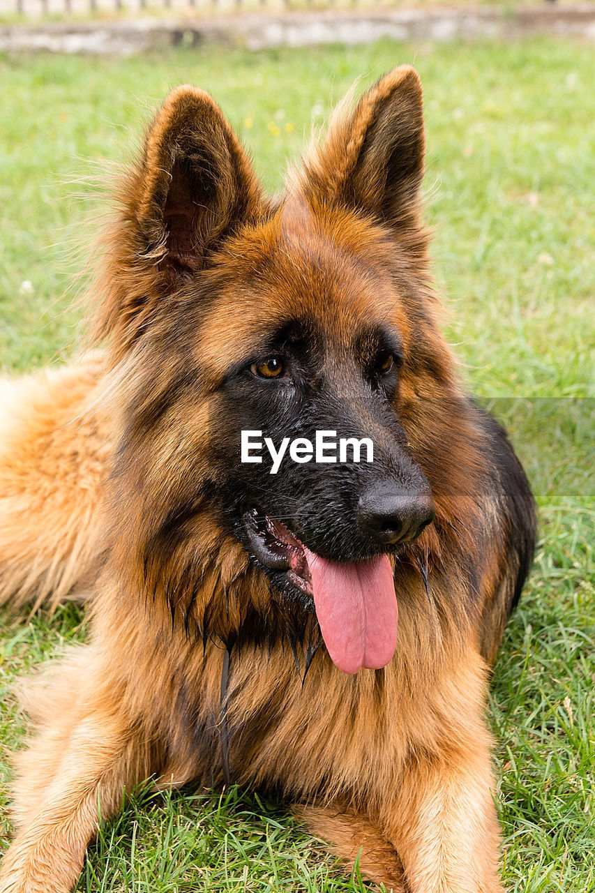 CLOSE-UP OF DOG LOOKING AWAY OUTDOORS