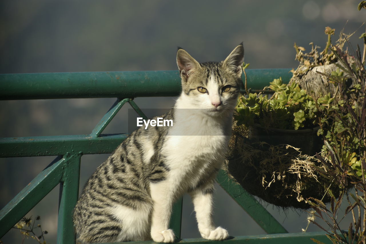 animal, animal themes, mammal, pet, cat, domestic animals, domestic cat, one animal, feline, whiskers, small to medium-sized cats, felidae, no people, portrait, sitting, looking at camera, nature, plant, looking, carnivore, day, railing