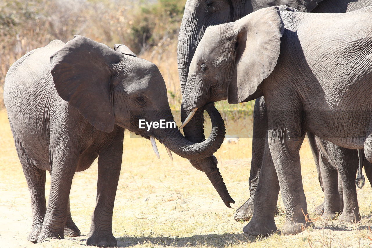 African elephant calves on field