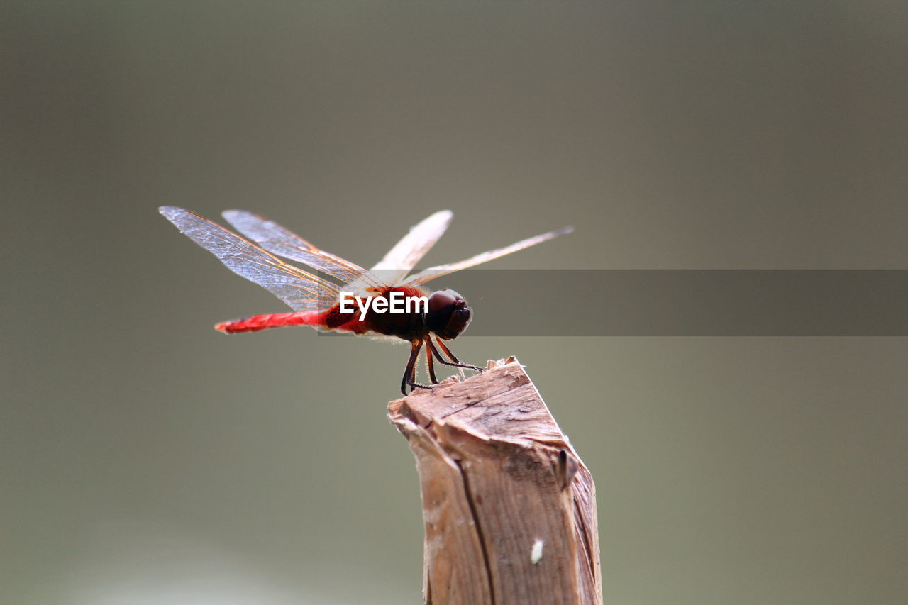 Close-up of dragonfly on wood