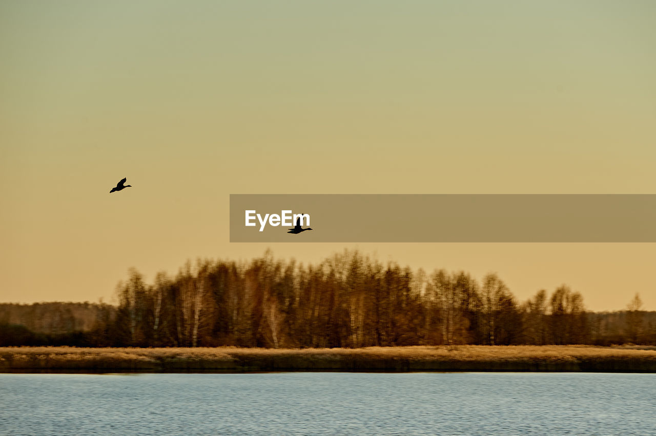 BIRD FLYING OVER LAKE AGAINST SKY