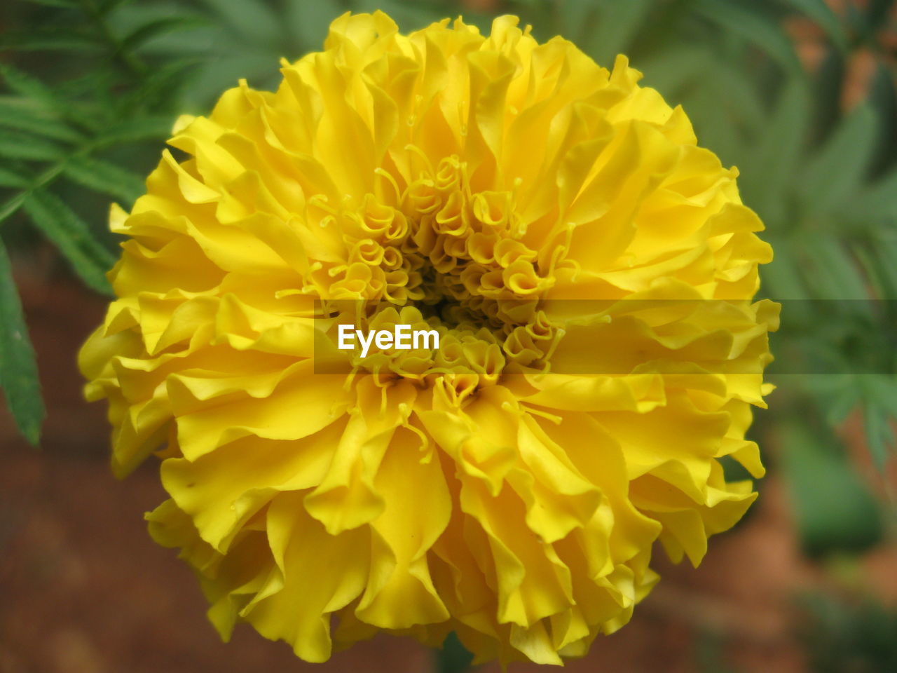 YELLOW DAHLIA BLOOMING OUTDOORS