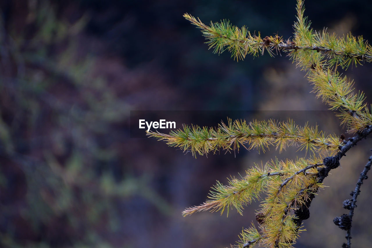 Close-up of plant on tree