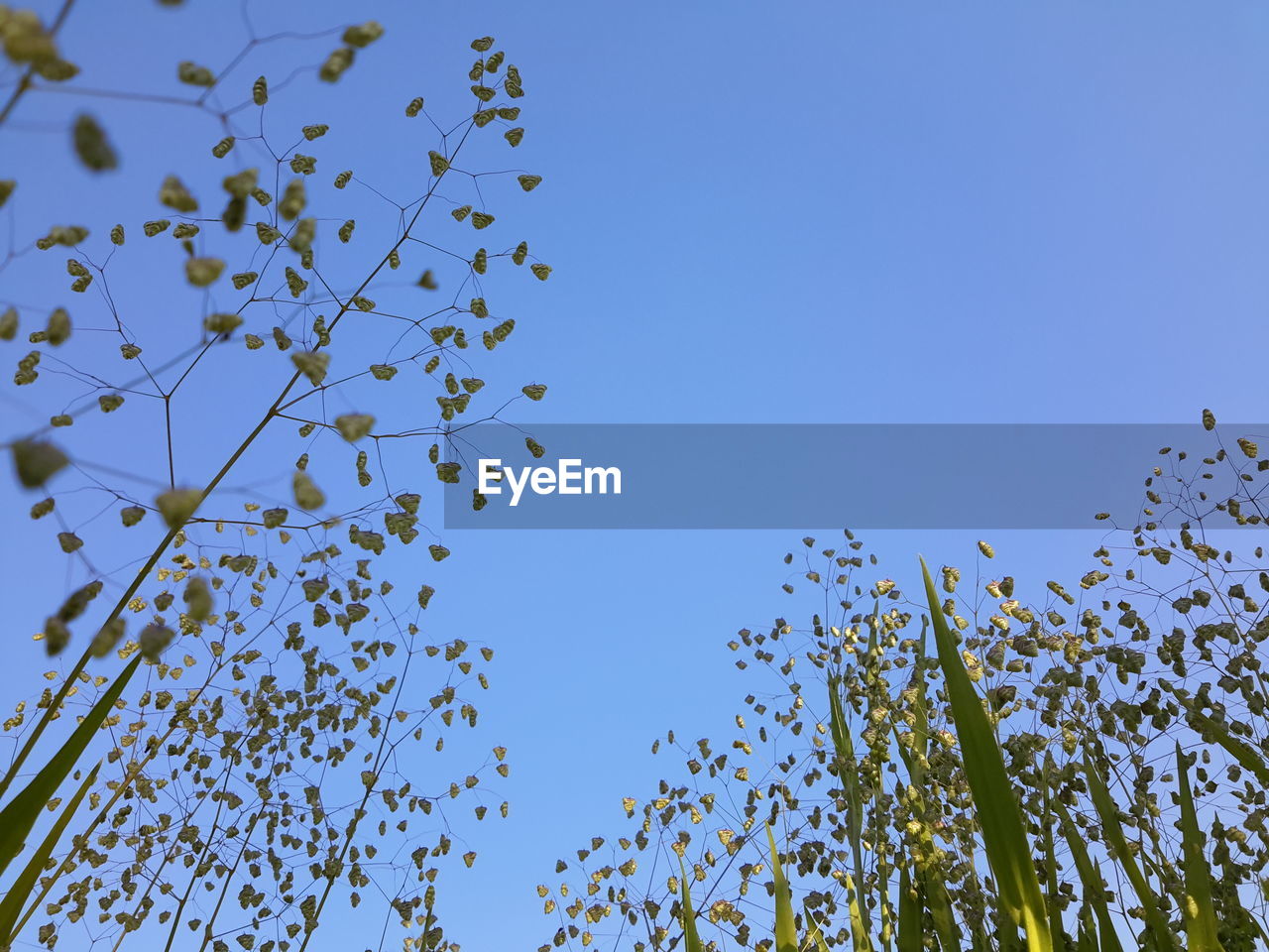 Low angle view of trees against clear blue sky