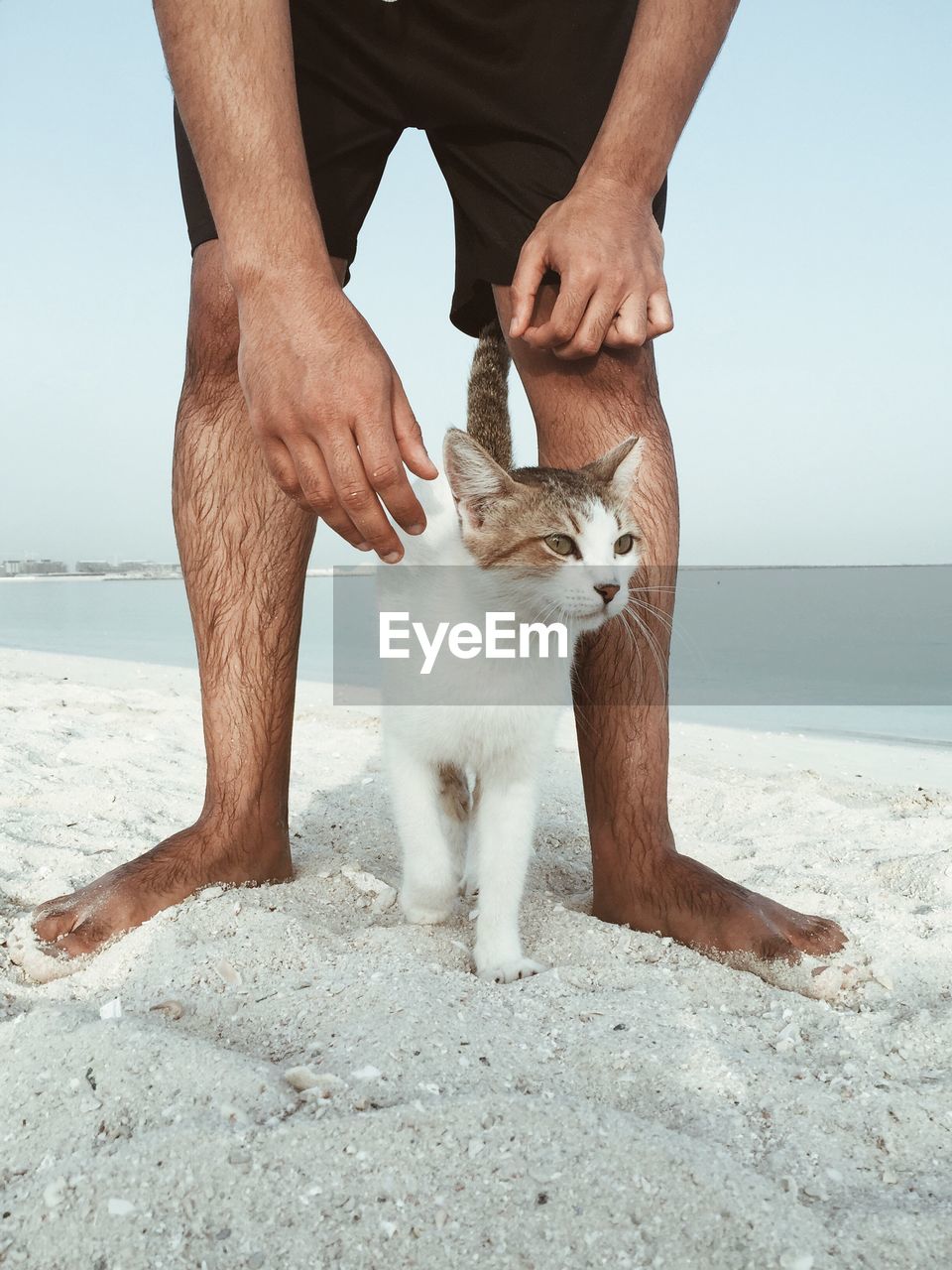 Scenic view of cat next to person on beach against clear sky