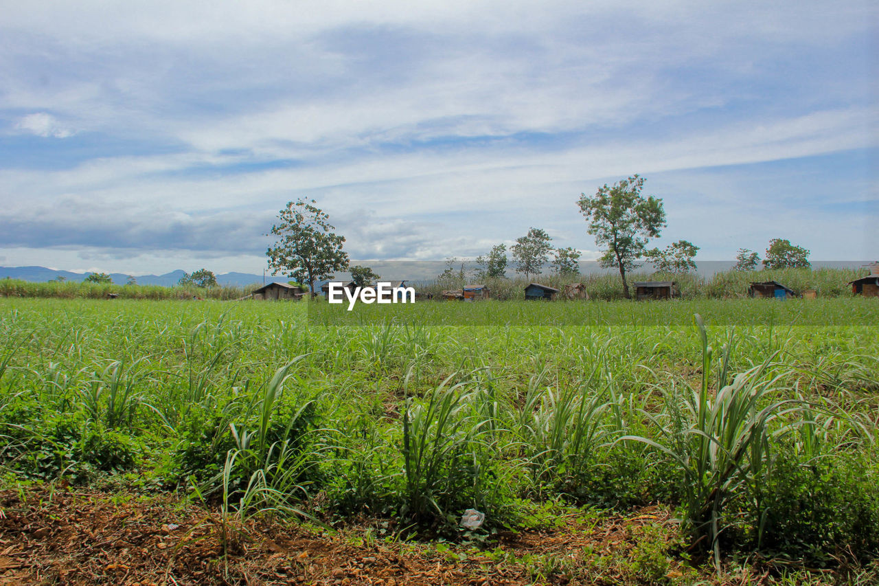 Scenic view of agricultural field against sky