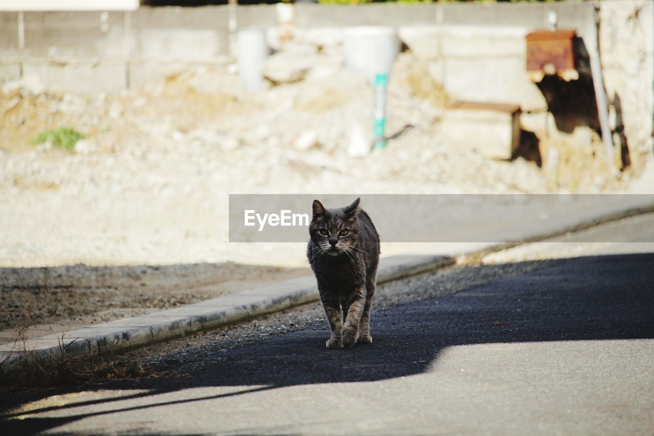 Portrait of cat sitting on street