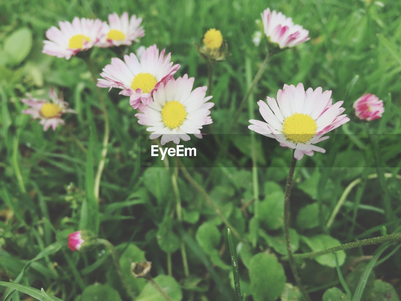 View of flowers growing in field