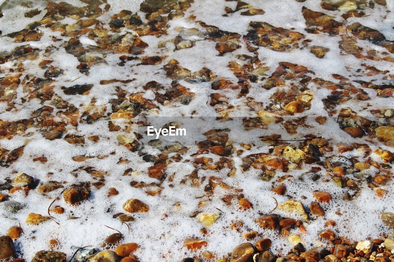 HIGH ANGLE VIEW OF BEE ON WET FLOOR