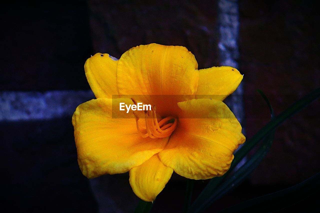 Close-up of yellow flower