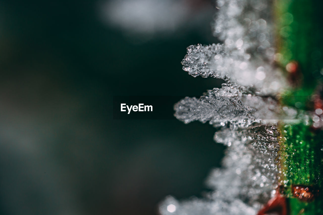 CLOSE-UP OF FROZEN PLANTS