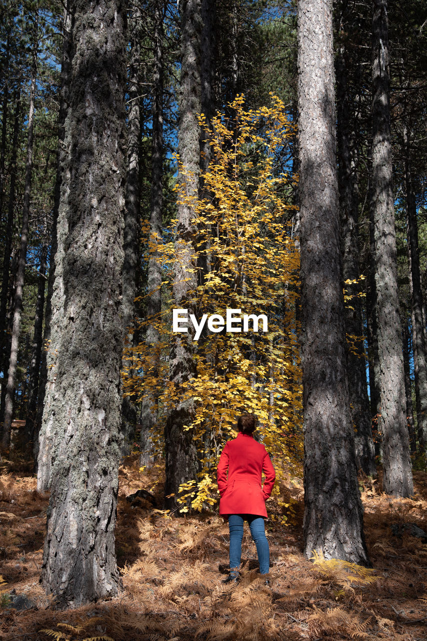 Young woman walking in the forest at autumn.