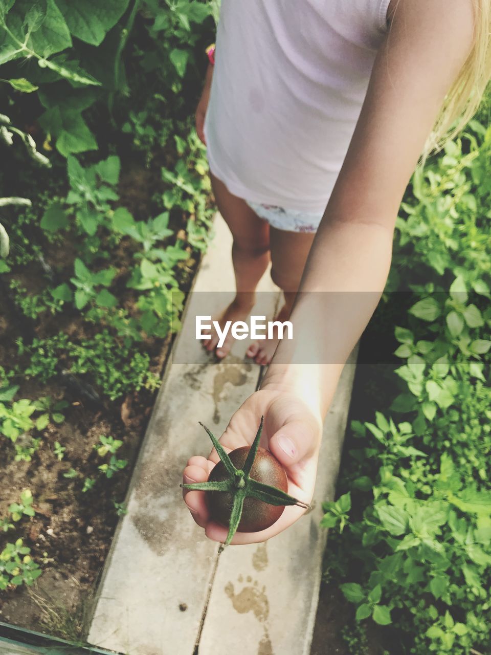 Low section of girl holding tomato while standing on wood amidst plants