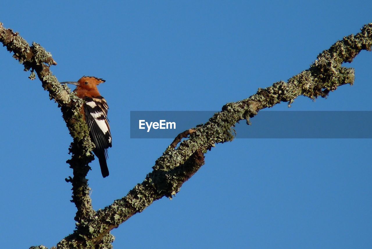 LOW ANGLE VIEW OF A BIRD PERCHING ON TREE