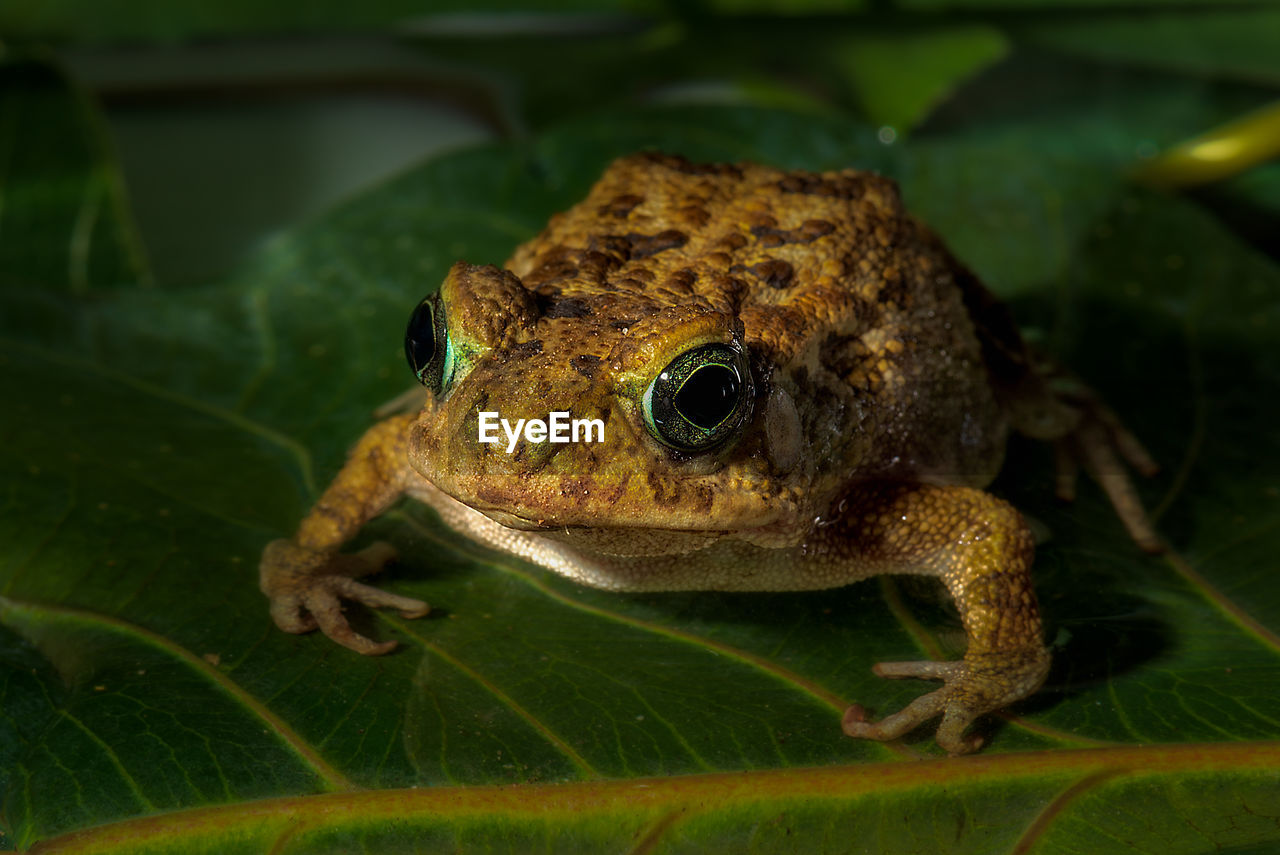 CLOSE-UP OF A FROG IN A PLANT