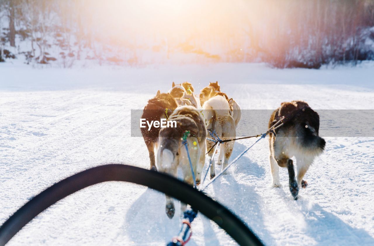 Dogs pulling sled on snow covered landscape during winter