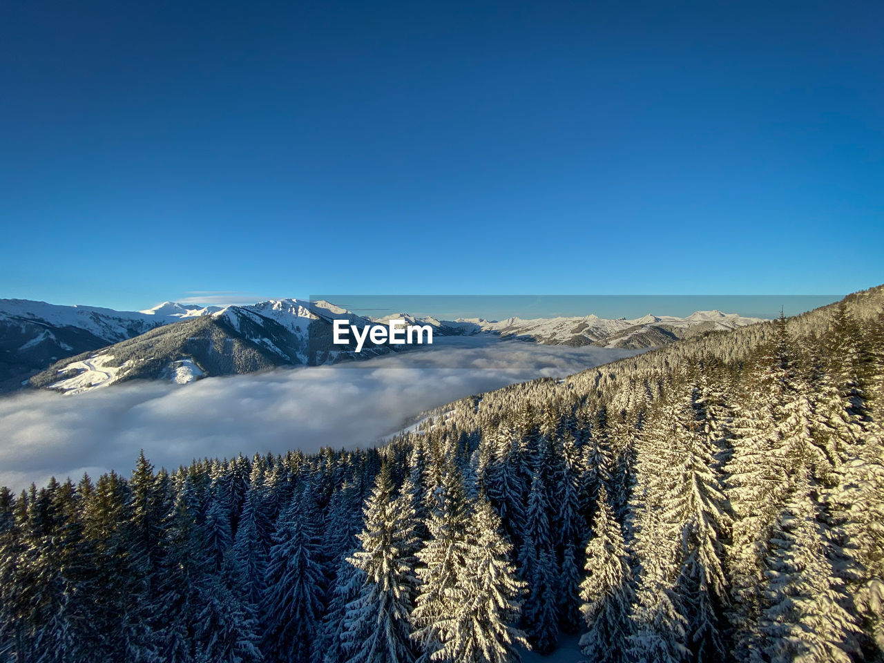 PINE TREES AGAINST SNOWCAPPED MOUNTAINS AGAINST BLUE SKY