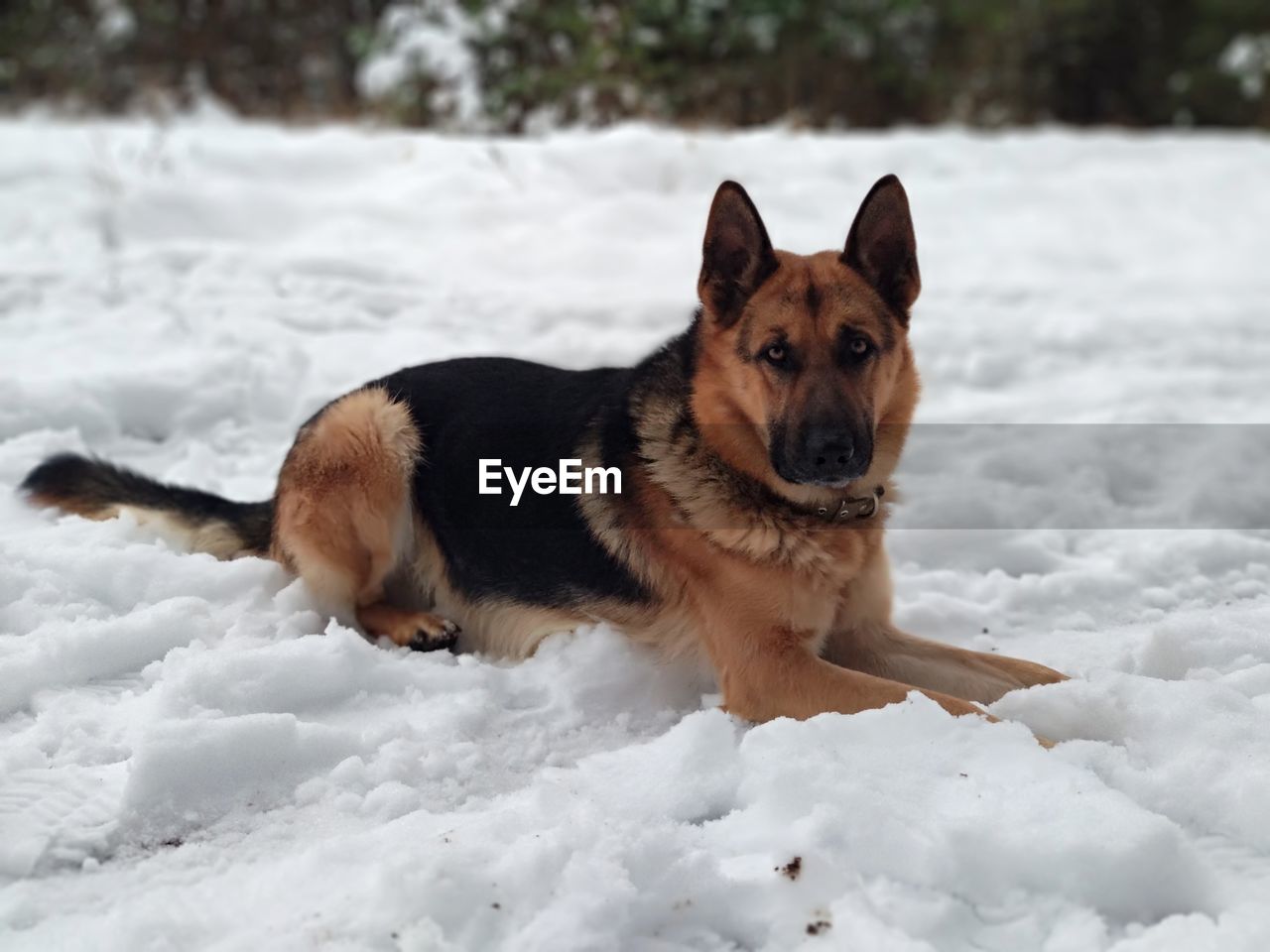 PORTRAIT OF DOG LYING ON SNOW