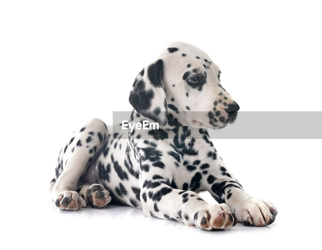 dalmatian, dalmatian dog, mammal, animal, pet, animal themes, spotted, domestic animals, dog, one animal, canine, cut out, cute, carnivore, white, looking, studio shot, sitting, white background, purebred dog, animal markings, relaxation, no people, indoors, young animal, portrait