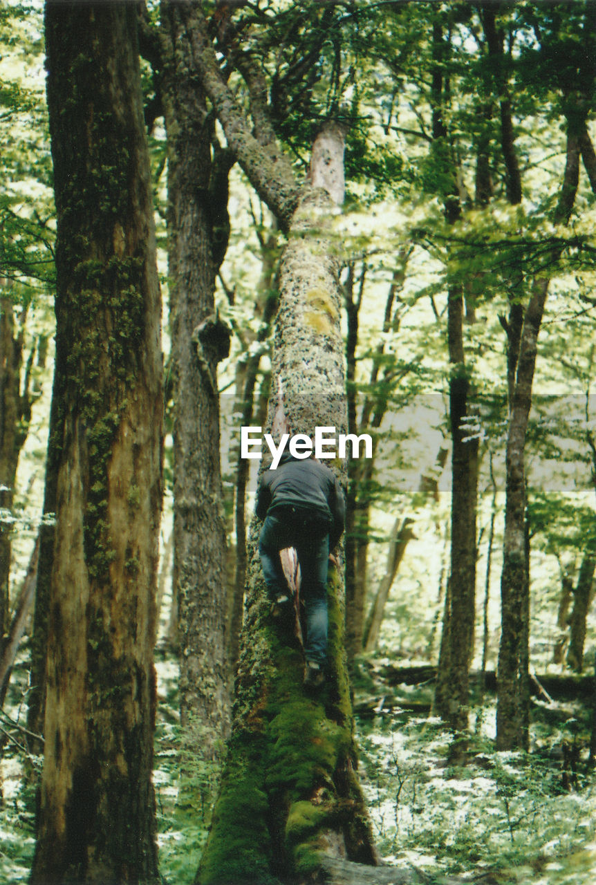 Rear view of man climbing tree in forest