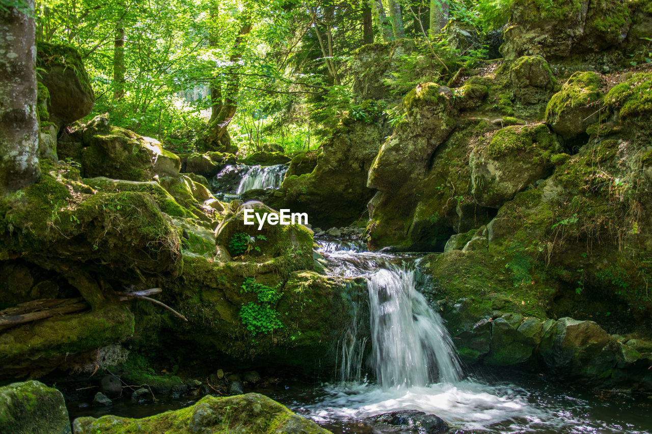 Scenic view of waterfall in forest