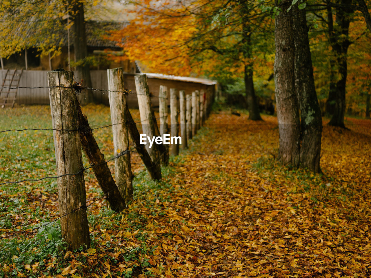 TREES AND LEAVES IN FOREST