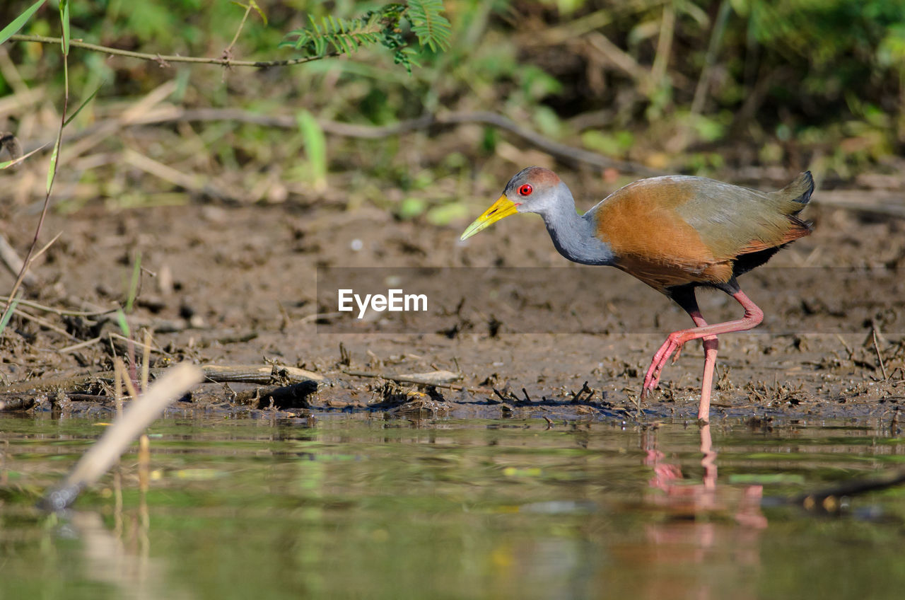 Gray-necked wood rail - aramides cajanea in cano negro