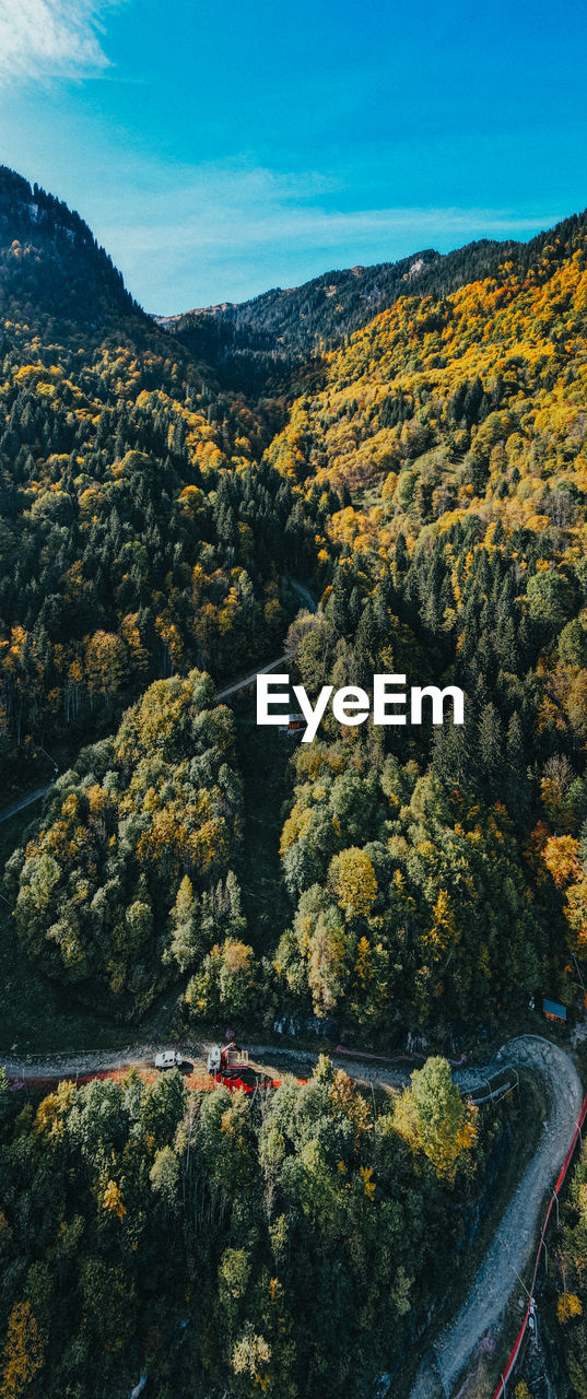 HIGH ANGLE VIEW OF TREES AGAINST SKY