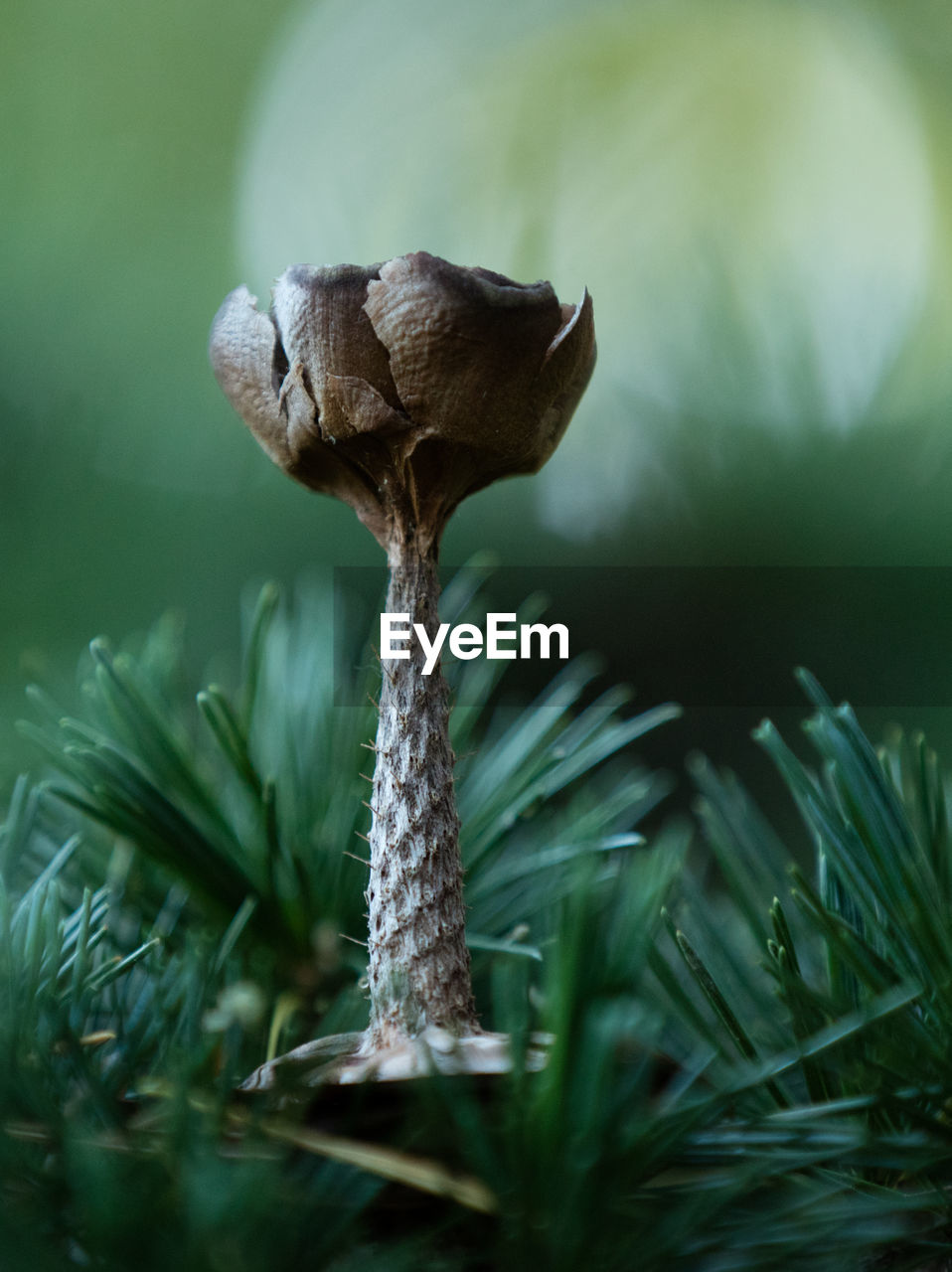 Close-up of mushroom growing on field