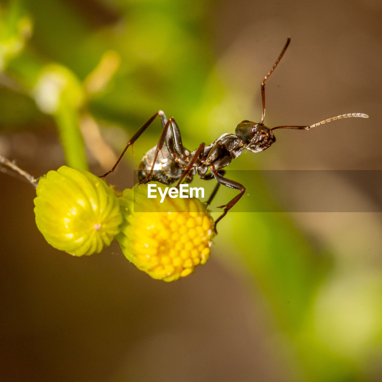 CLOSE-UP OF INSECT ON FLOWER