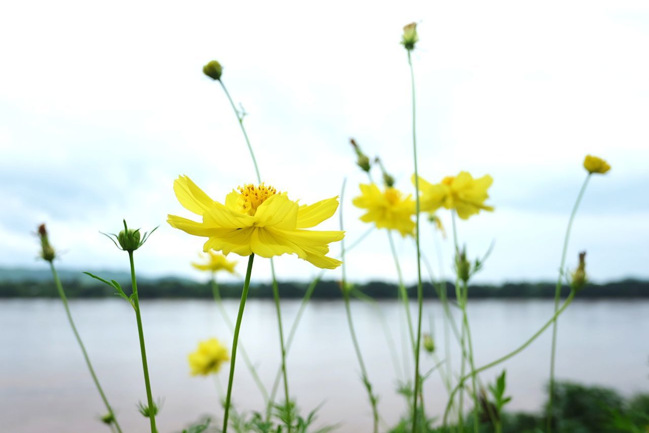 Close-up of yellow cosmos flowers