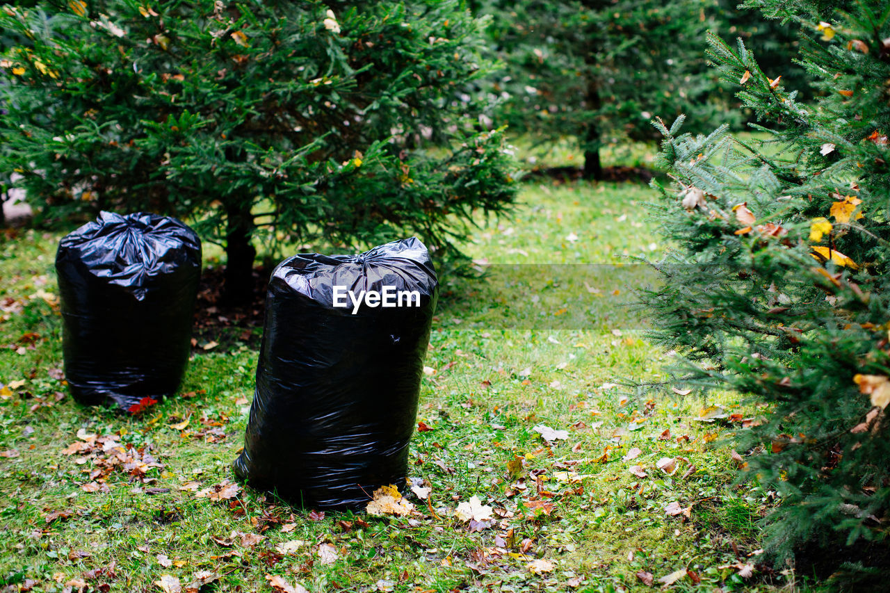 Bunch of withered leaves lying in black bin bags. seasonal cleaning of city streets fallen leaves