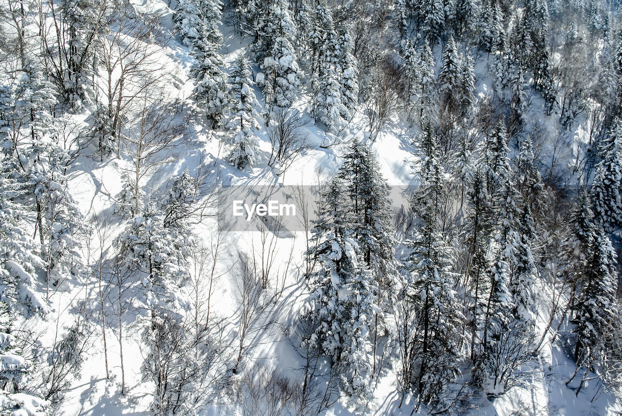 Full frame shot of frozen trees