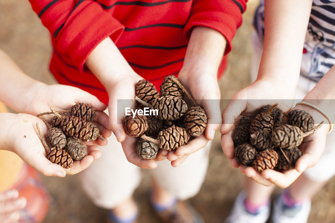 High angle view of hands holding pinecones