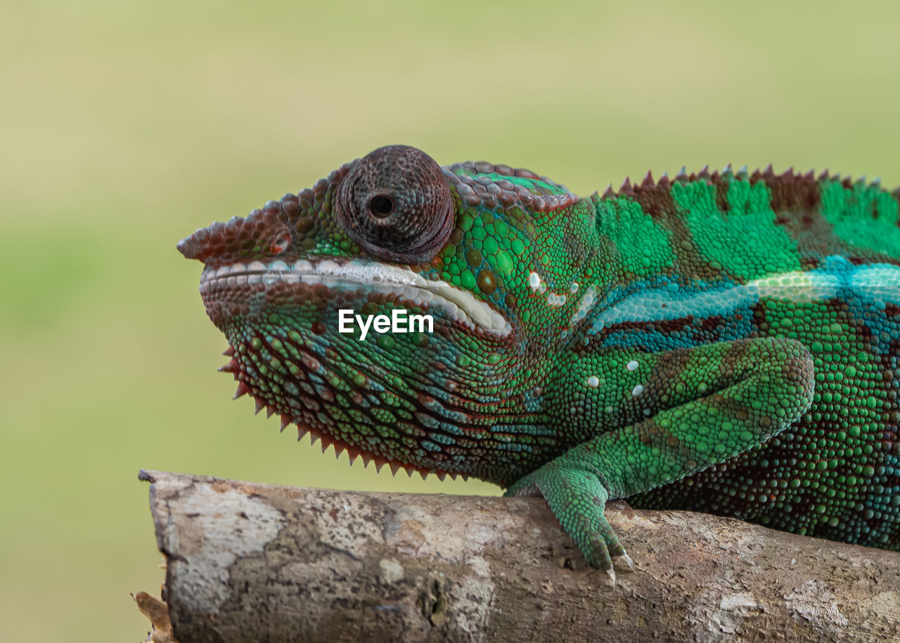 close-up of iguana