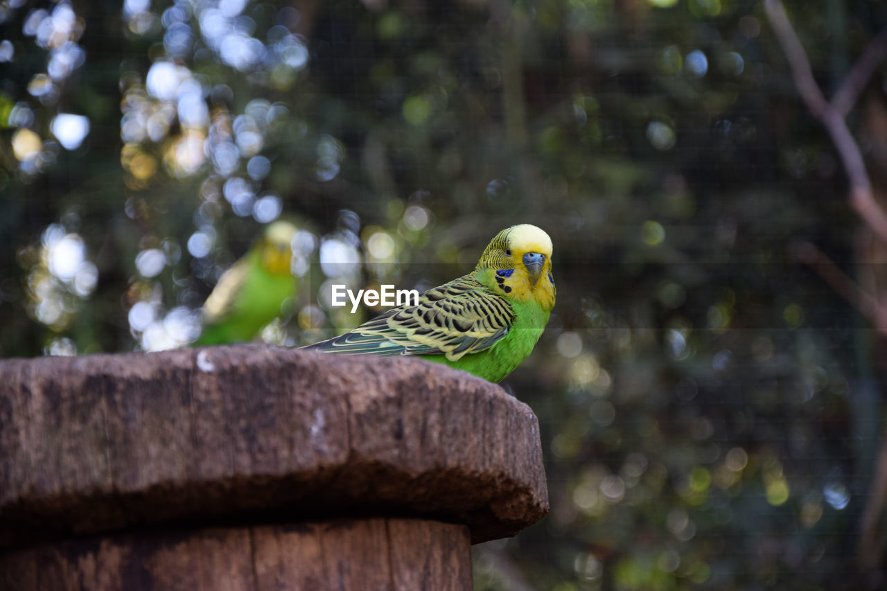 BIRD PERCHING ON BRANCH