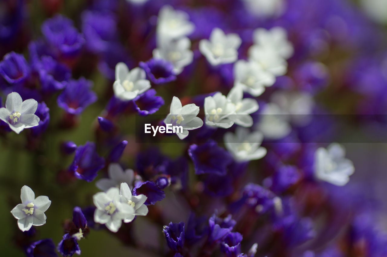 CLOSE-UP OF PURPLE FLOWERS BLOOMING OUTDOORS