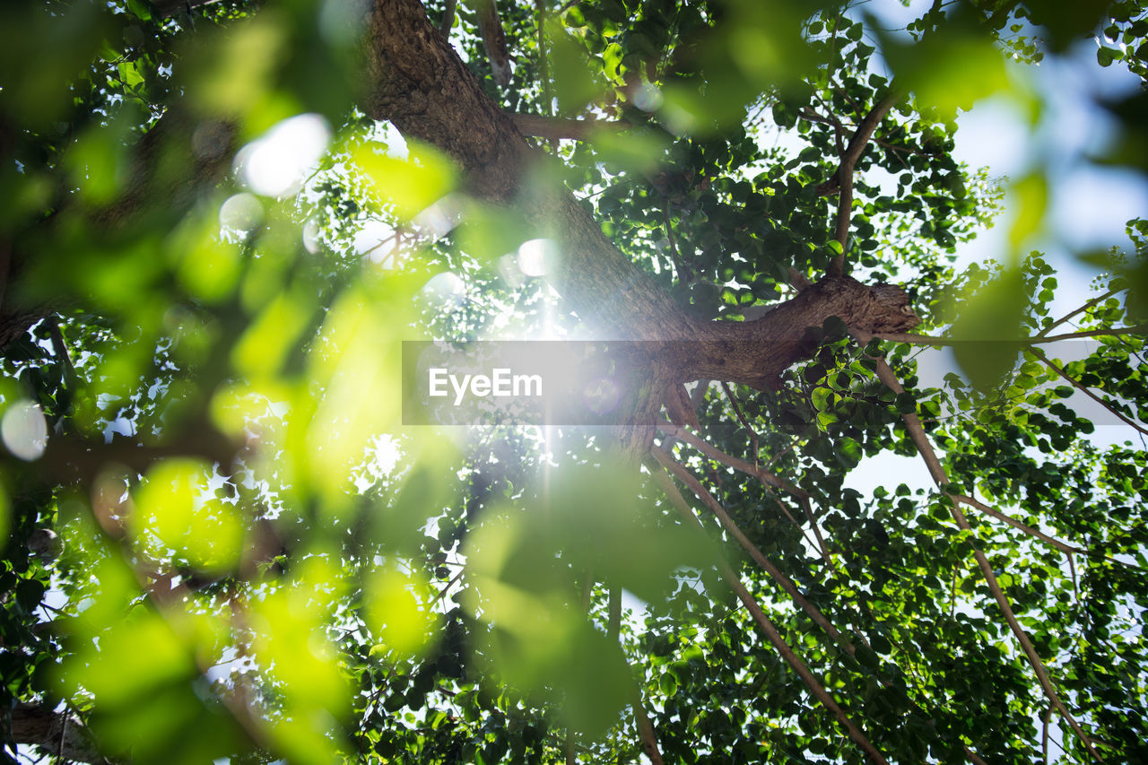 Low angle view of sunlight streaming through tree