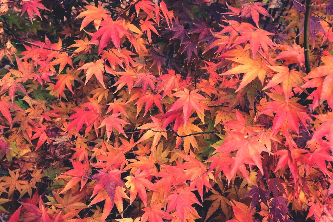 Full frame shot of maple leaves