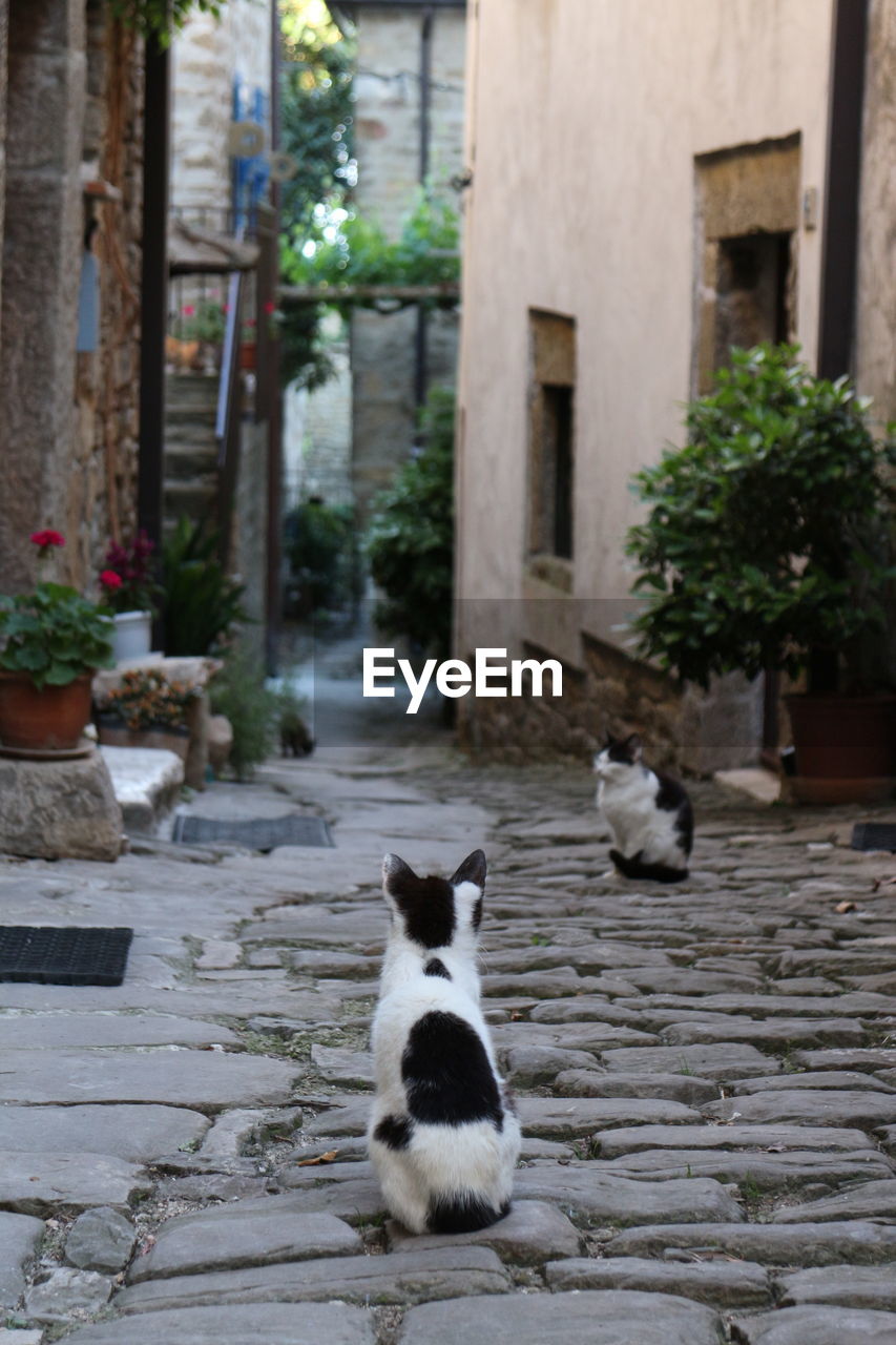 Cats on cobbled alley