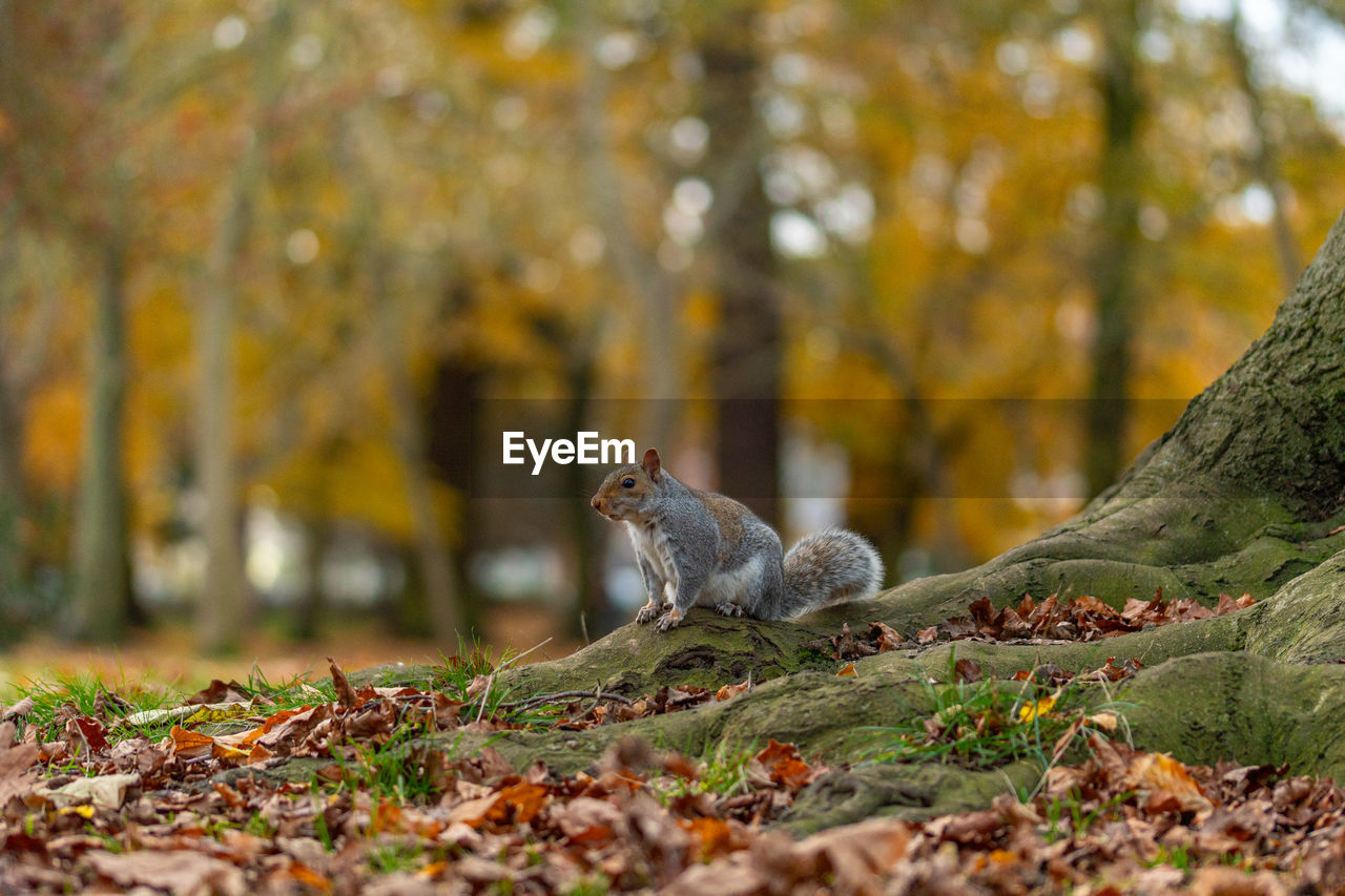 autumn, leaf, nature, animal, animal themes, squirrel, tree, animal wildlife, forest, branch, one animal, plant part, wildlife, plant, mammal, woodland, no people, land, rodent, outdoors, day, chipmunk, selective focus, tree trunk, wilderness, sunlight, trunk, beauty in nature, full length, flower