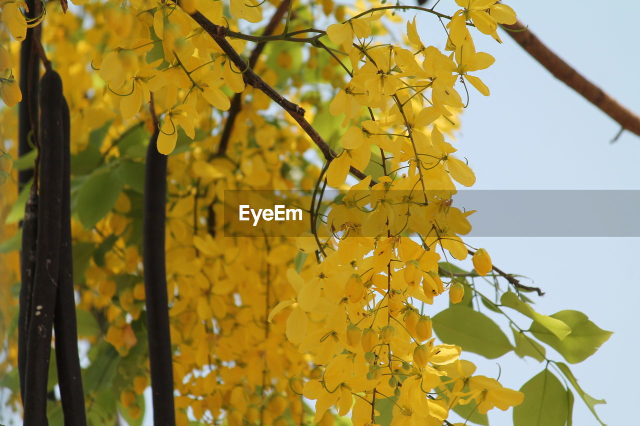 Low angle view of leaves against sky