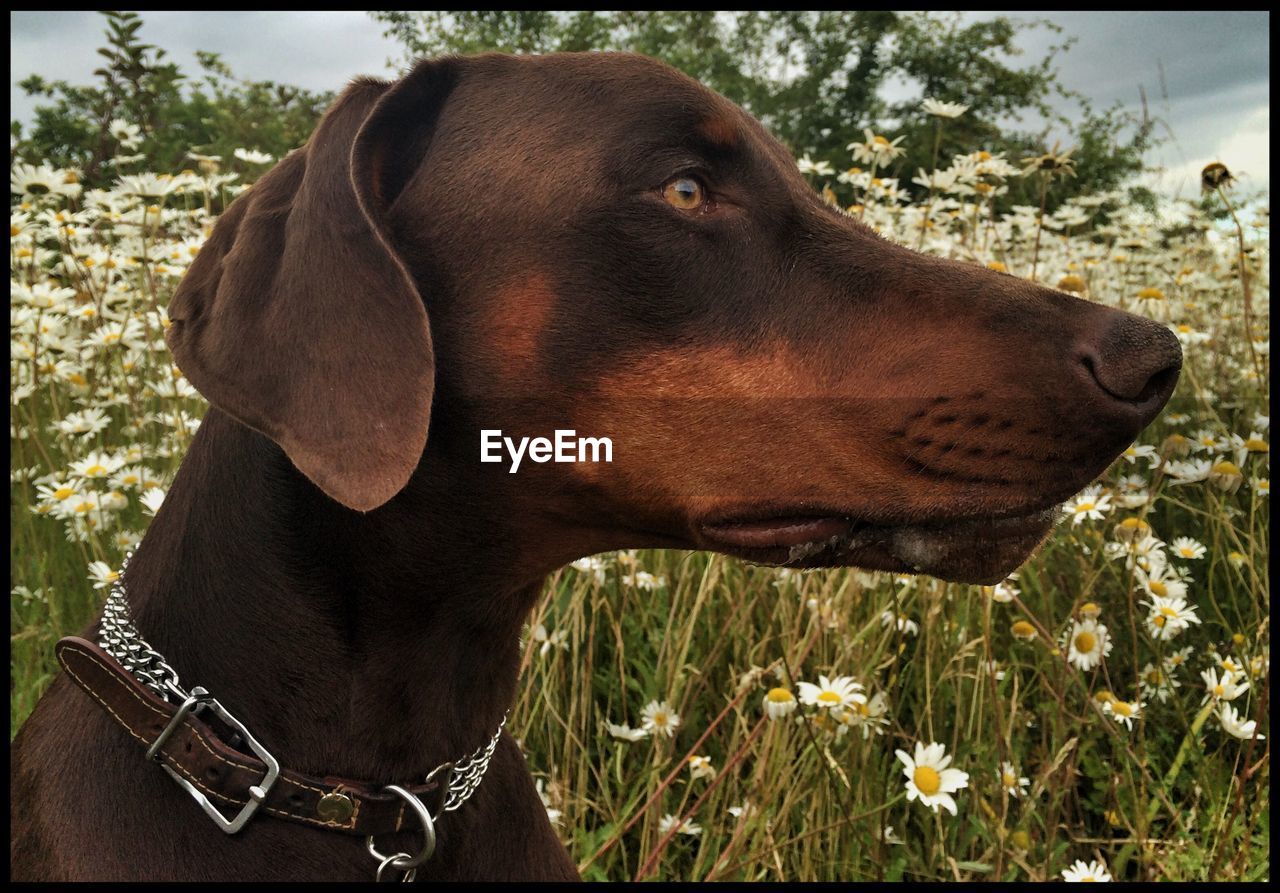 CLOSE-UP OF DOG WITH GRASS