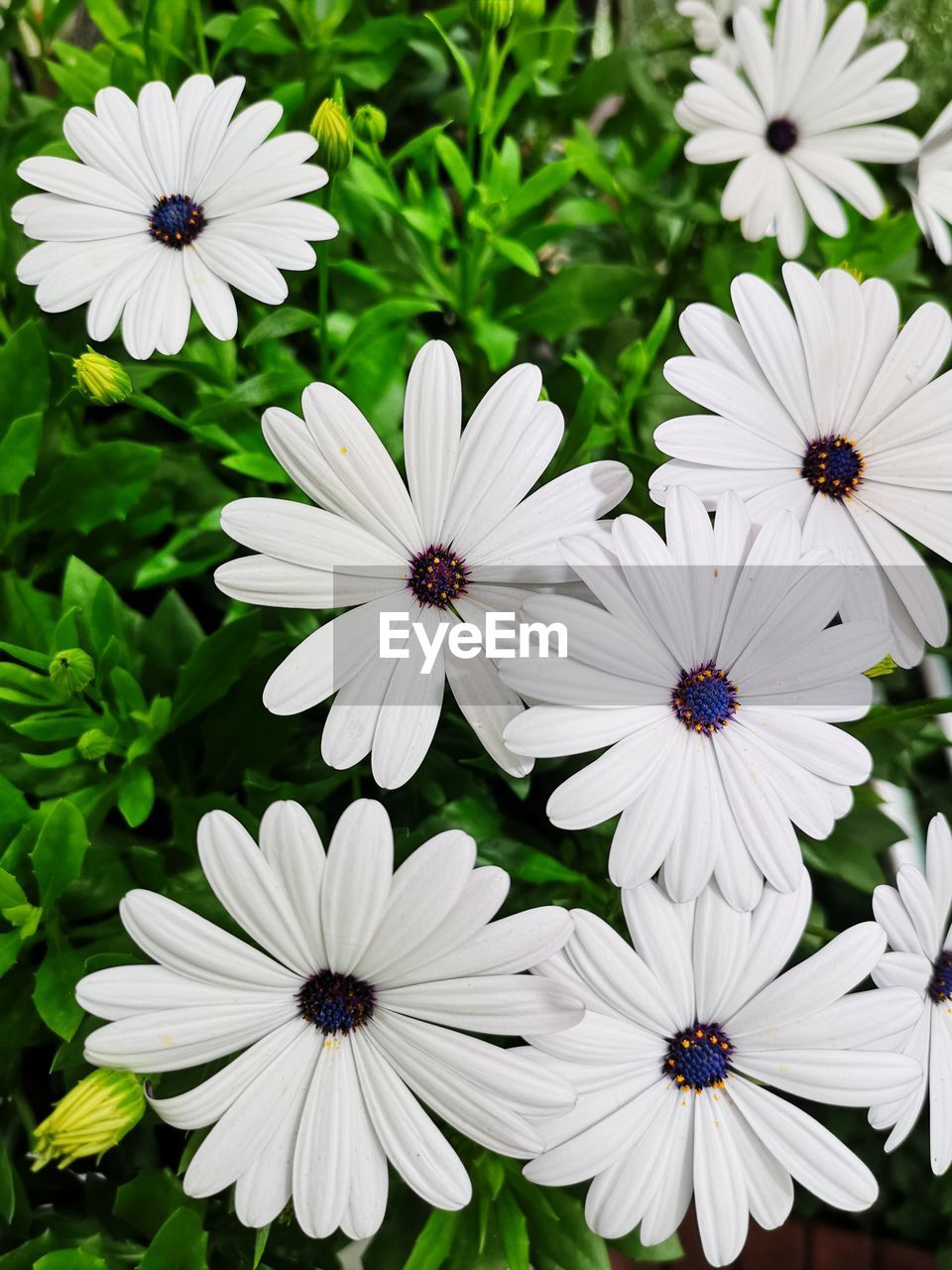 flower, flowering plant, plant, freshness, beauty in nature, fragility, growth, petal, flower head, close-up, inflorescence, nature, white, osteospermum, no people, pollen, daisy, botany, day, outdoors, focus on foreground