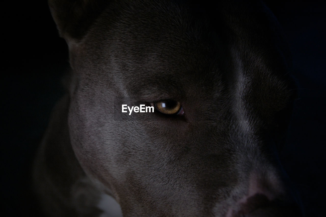 Close-up portrait of dog in darkroom