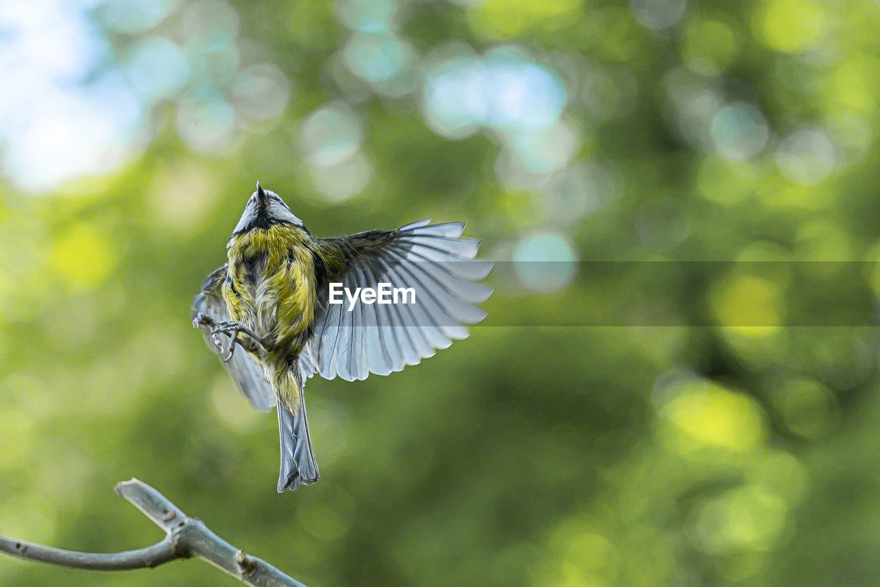 CLOSE-UP OF BIRD FLYING IN THE SUNLIGHT